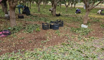 Según denuncias de productores, hasta ahora el granizo dañó más de 6.300 ha