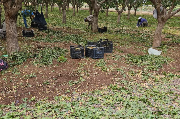 Según denuncias de productores, hasta ahora el granizo dañó más de 6.300 ha