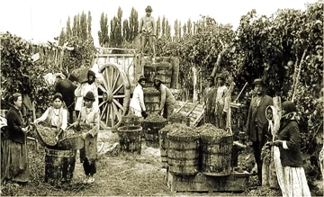 Veranos sanjuaninos de 1800, entre uvas, vinos y arrope