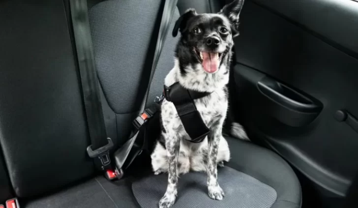 Mascotas en vacaciones: cómo es la forma correcta de llevar a tu perro y a tu gato en el auto Mascotas en vacaciones: cómo es la forma correcta de llevar a tu perro y a tu gato en el auto