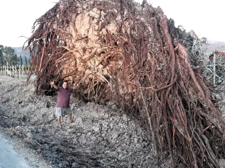 El gigantesco árbol que cayó por falta de agua El gigantesco árbol que cayó por falta de agua