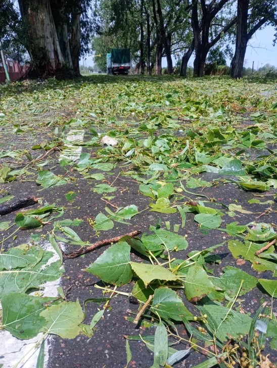 WhatsApp-Image-2025-01-27-at-15.40.53-548x728