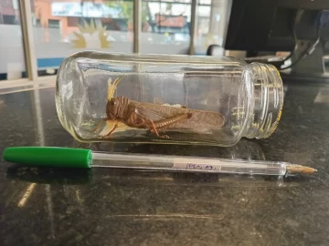 langosta-gigante-270125-1-728x546