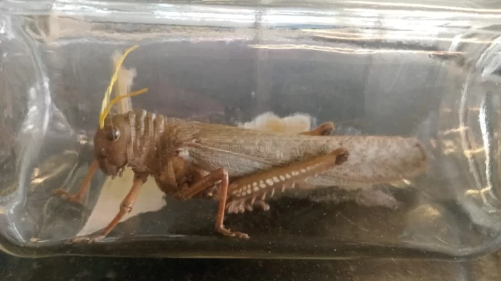 Encontraron una langosta gigante en una oficina del centro Encontraron una langosta gigante en una oficina del centro