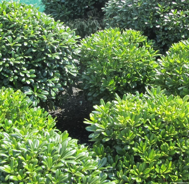 EL Azarero, la plata estrella EL Azarero, la plata estrella