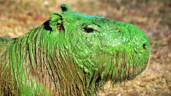 Sorpresa por la presencia de varios carpinchos de color verde Sorpresa por la presencia de varios carpinchos de color verde