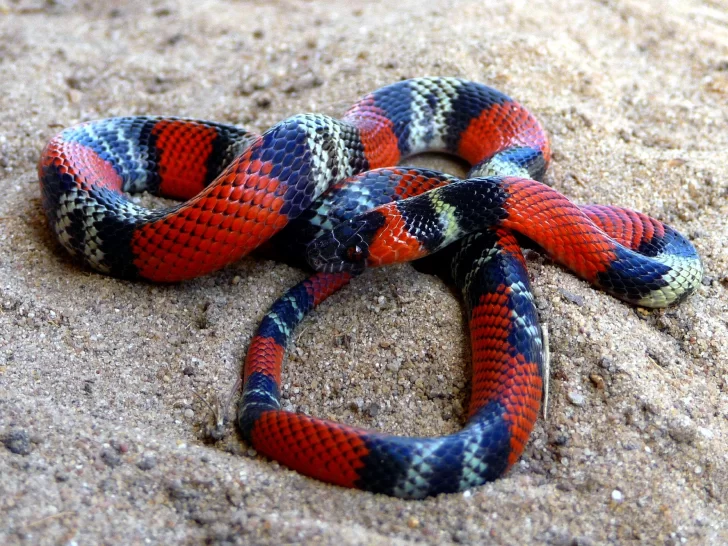 CORALVERDADERA-728x546