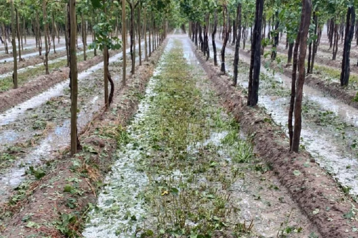 Daños por granizo: Gobierno realizó el primer giro de $100 millones para asistir a productores