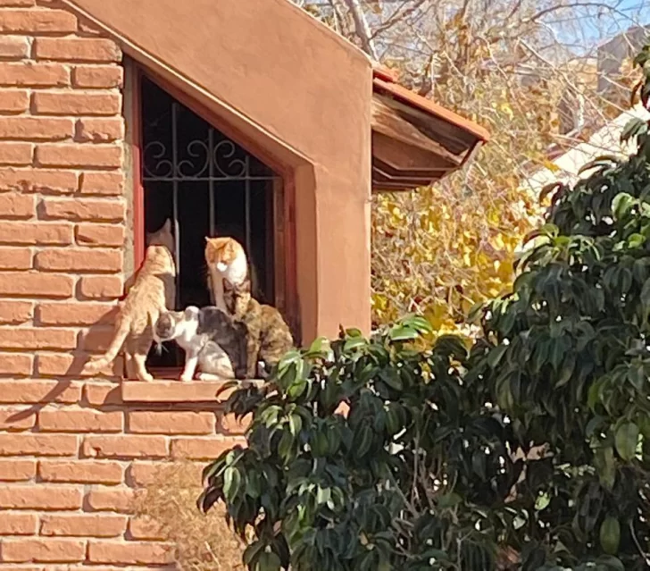 Los más de 20 gatos que dejó una mujer fallecida complican a un barrio