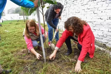 La necesidad de plantar árboles La necesidad de plantar árboles