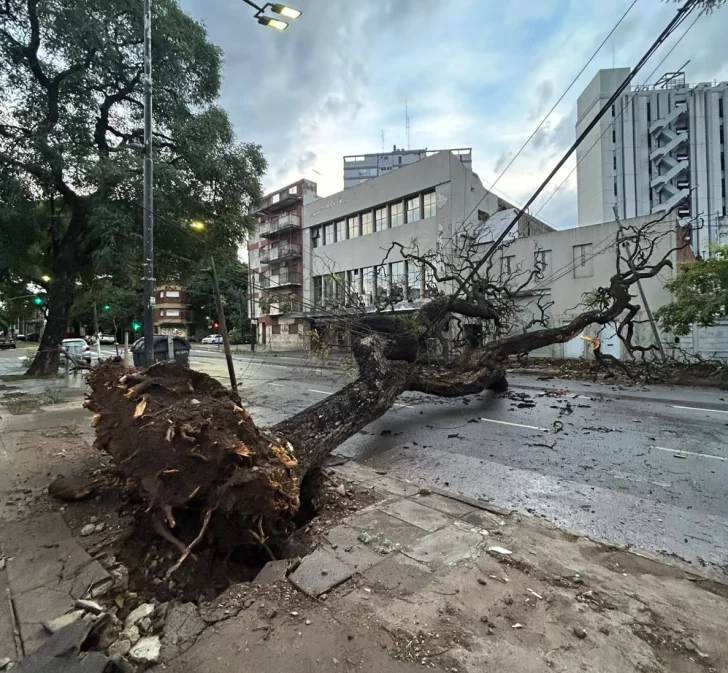 Temporal en Buenos Aires: árboles caídos y más de 250 mil hogares sin luz Temporal en Buenos Aires: árboles caídos y más de 250 mil hogares sin luz