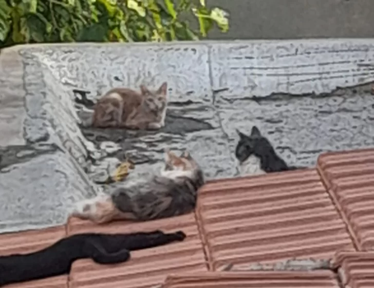 gatos-rivadavia-vecinos-2agosto-728x561