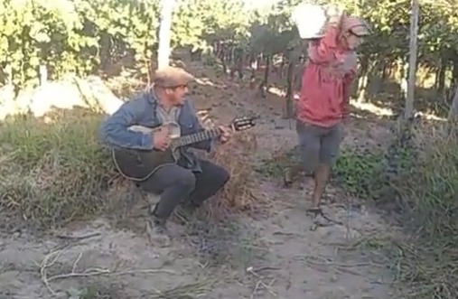Una serenata durante la cosecha en 25 de Mayo que se volvió viral Una serenata durante la cosecha en 25 de Mayo que se volvió viral