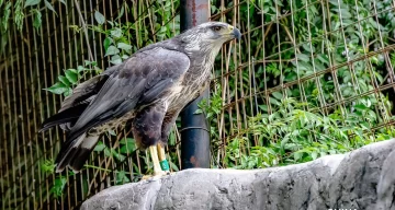 Tras 2 años de recuperación, liberan un águila coronada