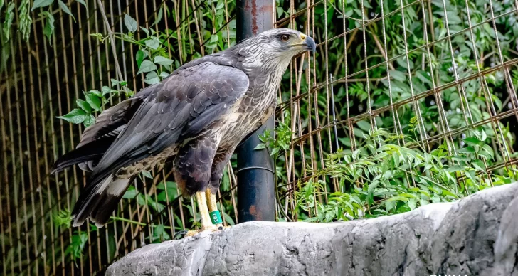 Tras 2 años de recuperación, liberan un águila coronada