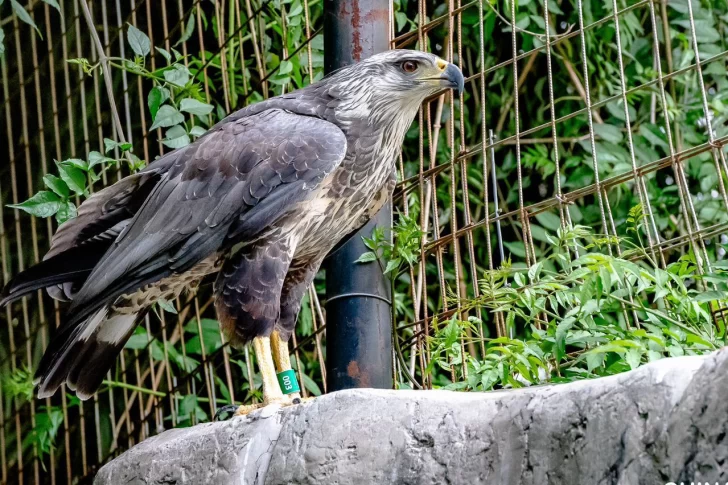Tras 2 años de recuperación, liberan un águila coronada