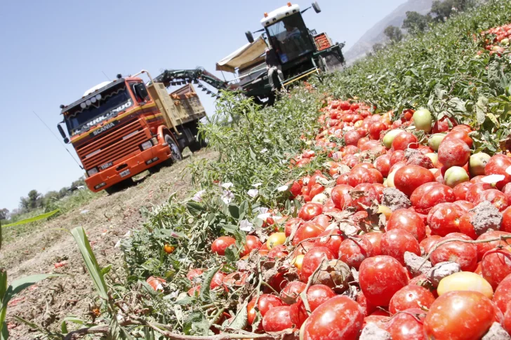 Productores de tomate están en alerta por los bajos precios, menos demanda e importación