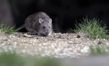 Alerta por hantavirus letal