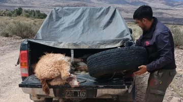 La caza furtiva se intensifica durante los fines de semana XL en la provincia