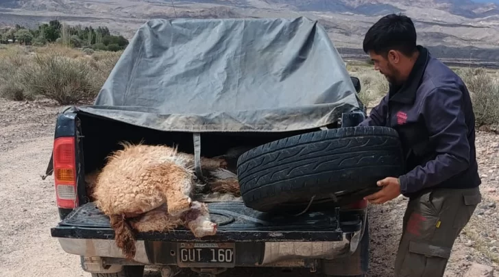 La caza furtiva se intensifica durante los fines de semana XL en la provincia