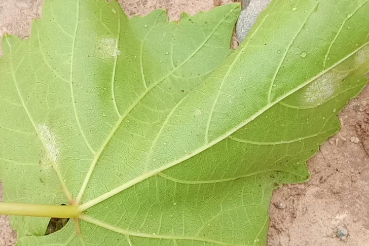 Por los últimos días con frío, hay alerta por hongos en las reservas de uvas