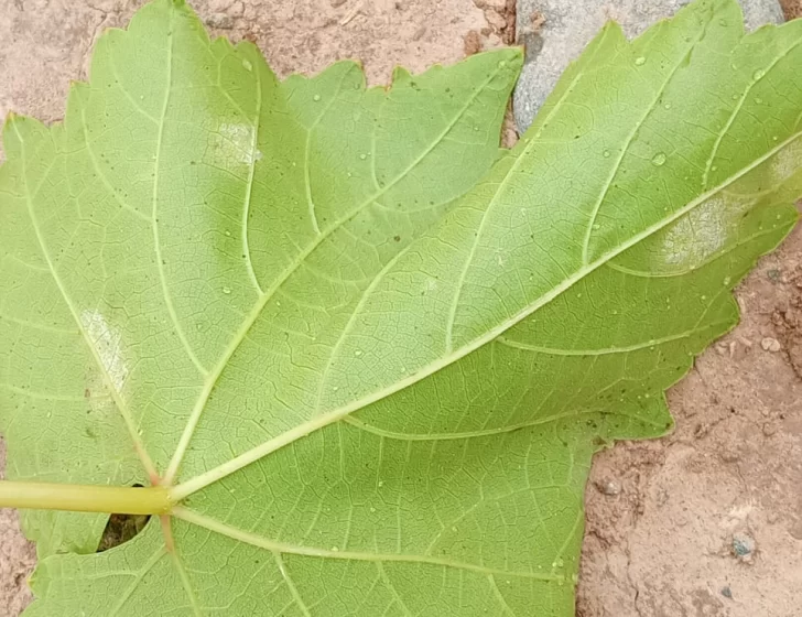 Por los últimos días con frío, hay alerta por hongos en las reservas de uvas
