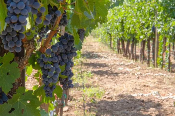 Investigando desde los viñedos al vino Investigando desde los viñedos al vino