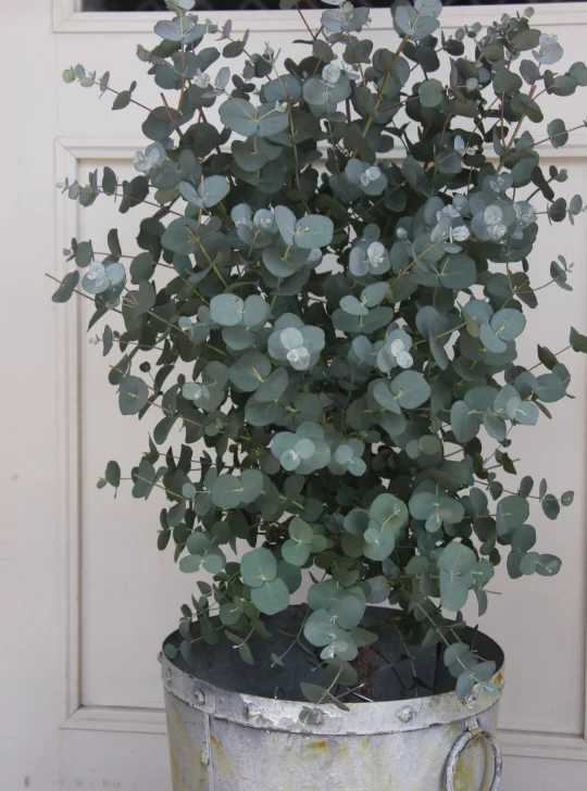 eu2-540x728 eu2-540x728