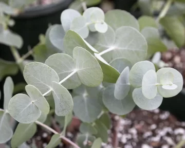 Un árbol de mucho aroma Un árbol de mucho aroma