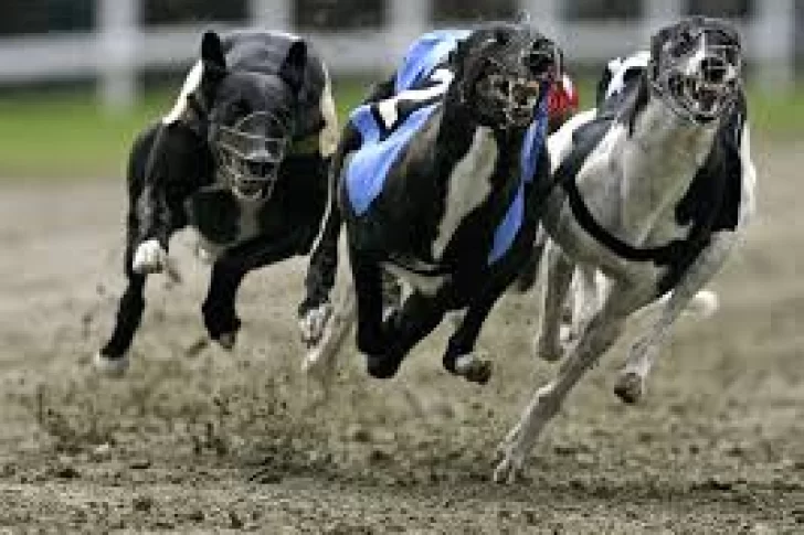 Desbarataron una carrera de galgos