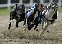 Desbarataron una carrera de galgos Desbarataron una carrera de galgos