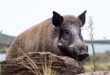 Desmintieron sobre la habilitación de caza de jabalíes en San Juan Desmintieron sobre la habilitación de caza de jabalíes en San Juan