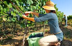 Encuentro literario: “La mujer, la vendimia y el amor”