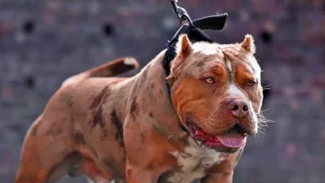 Una joven embarazada fue atacada por su pitbull: está internada con una grave lesión Una joven embarazada fue atacada por su pitbull: está internada con una grave lesión