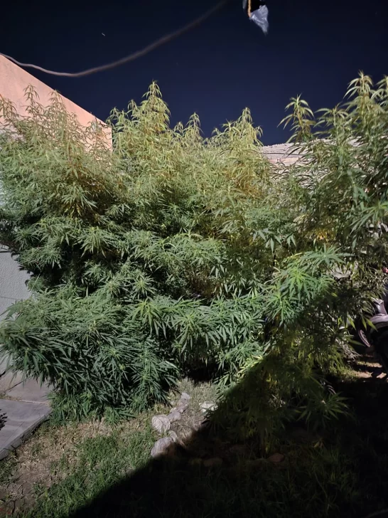 16a63e8e-e0bd-4351-95e7-3d88f8753236-546x728