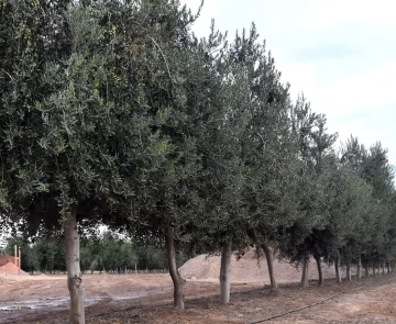 Empresas sanjuaninas que exportan a EEUU esperan definiciones sobre los aranceles