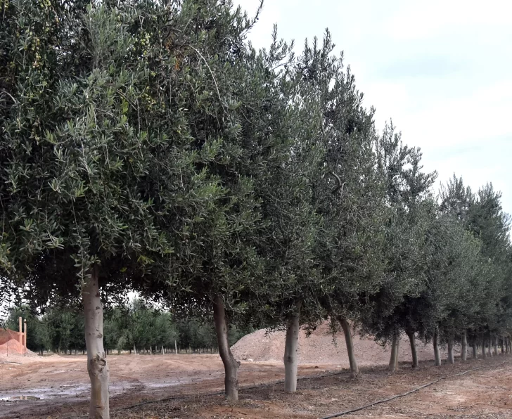 Empresas sanjuaninas que exportan a EEUU esperan definiciones sobre los aranceles