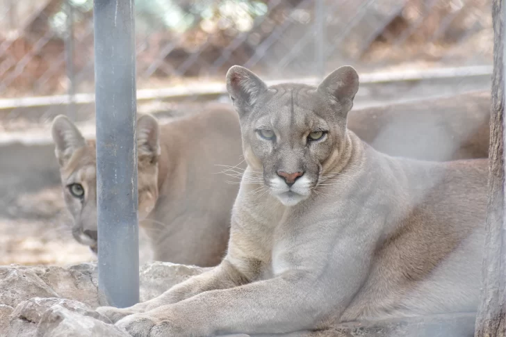 Orrego busca convertir a San Juan en la segunda provincia que reconozca por ley los derechos de los animales