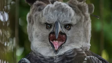 Avistaron al águila harpía en Argentina tras 20 años: el regreso de una de las aves más poderosas de Sudamérica Avistaron al águila harpía en Argentina tras 20 años: el regreso de una de las aves más poderosas de Sudamérica