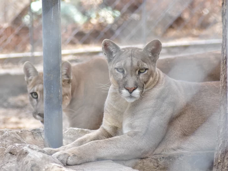 San Juan y los derechos para todos los animales San Juan y los derechos para todos los animales