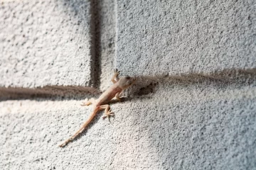 Que-significa-que-aparezcan-lagartijas-en-tu-casa-728x485