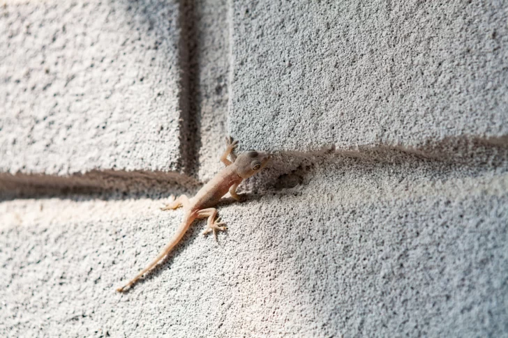 Que-significa-que-aparezcan-lagartijas-en-tu-casa-728x485