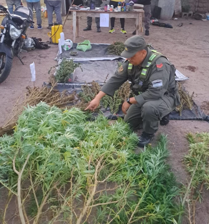 Múltiples allanamientos en San Juan permitieron secuestrar más de 200 plantas de marihuana Múltiples allanamientos en San Juan permitieron secuestrar más de 200 plantas de marihuana