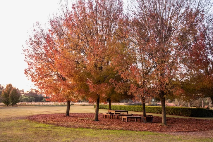 aire-libre-otono-arboles-728x486