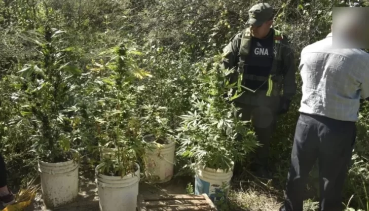 En cuestión de horas hallaron cocaína en un colectivo en El Encón y un jardín de marihuana en Valle Fértil En cuestión de horas hallaron cocaína en un colectivo en El Encón y un jardín de marihuana en Valle Fértil