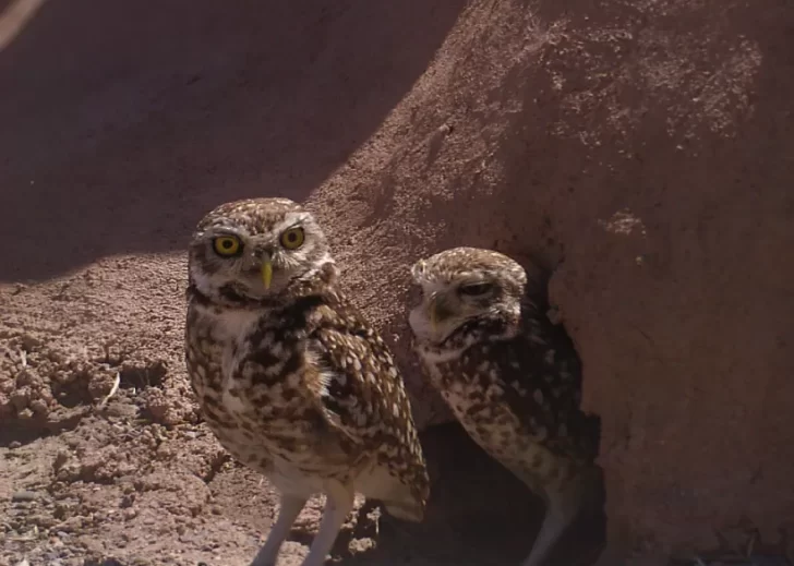Biólogos de San Juan se suman a una obra artística para investigar el comportamiento animal Biólogos de San Juan se suman a una obra artística para investigar el comportamiento animal