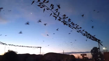 Una bandada de loros dejó sin luz a una ciudad de La Pampa y otra de Río Negro