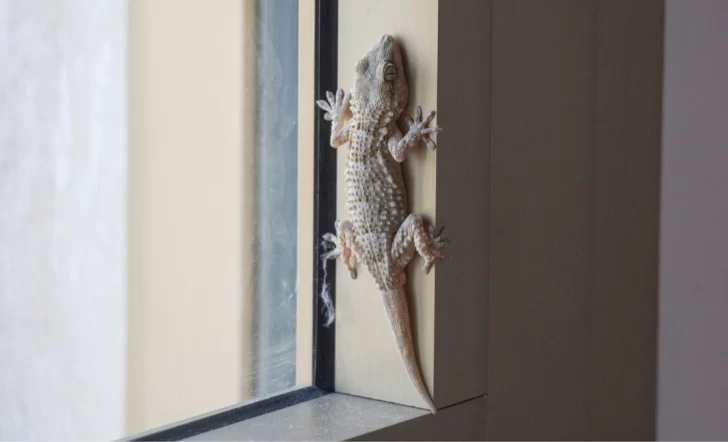 ¿Qué significa que aparezcan lagartijas en tu casa? Mitos, realidades y curiosidades