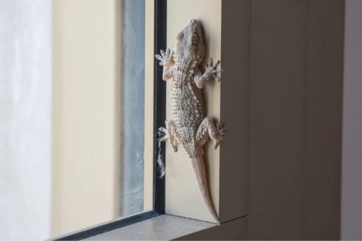 ¿Qué significa que aparezcan lagartijas en tu casa? Mitos, realidades y curiosidades