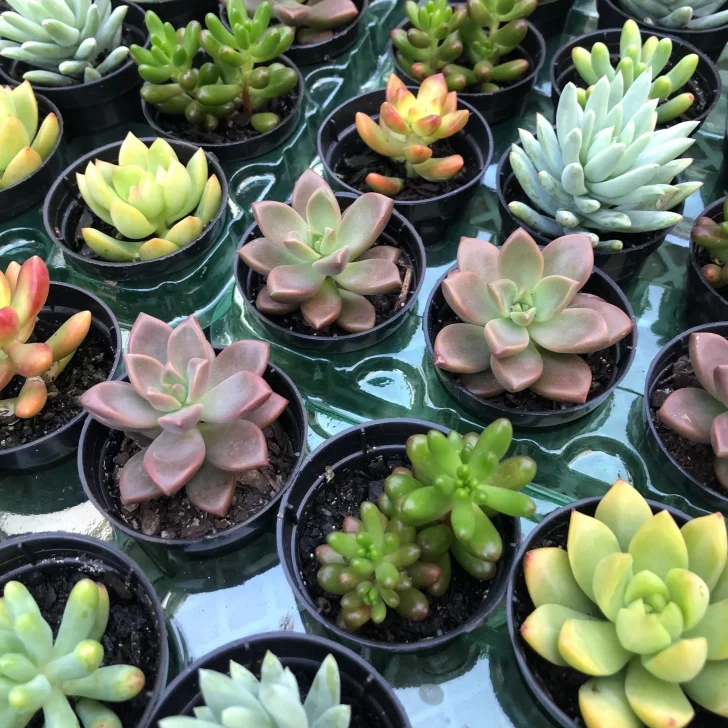 Cómo propagar suculentas